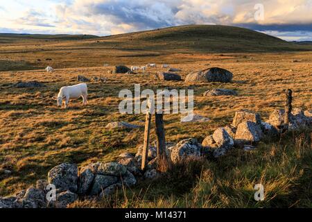 La France, la Lozère, l'Aubrac, chanterelle, vache Aubrac Banque D'Images