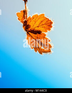 Arbre d'automne feuilles lumineuses pendaison couverte de cristaux étincelants de givre dans le jardin en plein soleil Banque D'Images