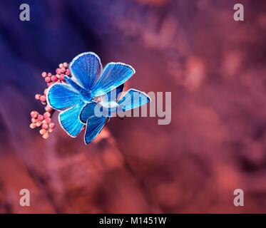 Une paire de beau petit papillon bleu violet fairy sitting on meadow Banque D'Images