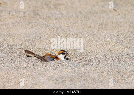 Iago sparrow mâle prendre du repos de la poussière dans le sable, Cap Vert Banque D'Images