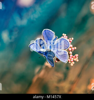 Paire de beau petit papillon bleu assis sur une prairie d'été lumineux Banque D'Images