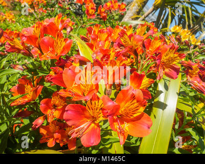 Vue rapprochée de belles couleurs orange et jaune lily péruvienne ou l'Alstroemeria fleurs du jardin sur une journée ensoleillée. Banque D'Images