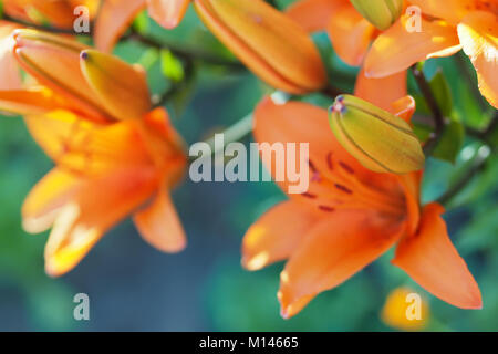 Contexte flowery colorés avec des lys orange brouillée fleurs et bourgeons. Banque D'Images