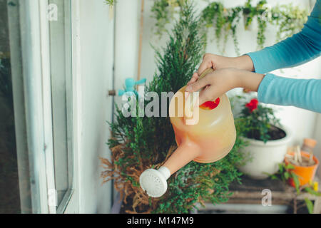 Woman watering plante en pot sur balcon Jardin Banque D'Images