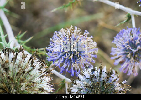 Nepeta adenocaulos, Globe thistle commun. Photographié en Israël Banque D'Images