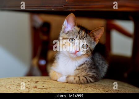 Peu cute kitten striped coloration blanc aux yeux bleus, assis sur une chaise en osier Banque D'Images