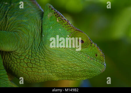 Parson's Caméléon Calumma parsonii -, forêt tropicale de la côte est de Madagascar. Lézard endémique colorés. Banque D'Images