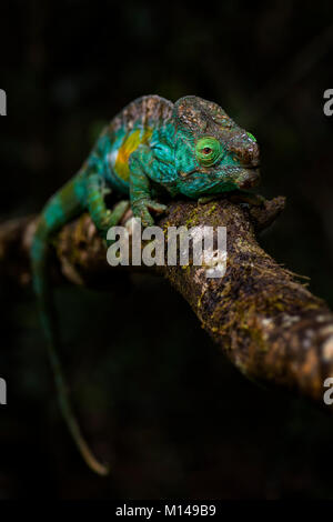 Parson's Caméléon Calumma parsonii -, forêt tropicale de la côte est de Madagascar. Lézard endémique colorés. Banque D'Images