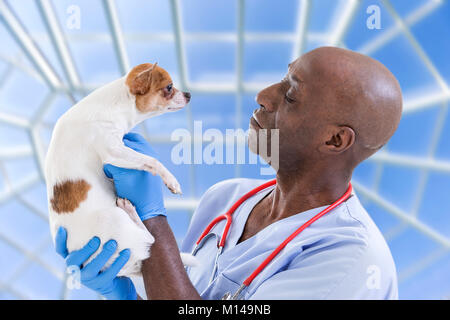 Portrait of a happy vétérinaire tenant dans ses bras un chien très mignon Chihuahua animaux contexte l'hôpital ! Banque D'Images