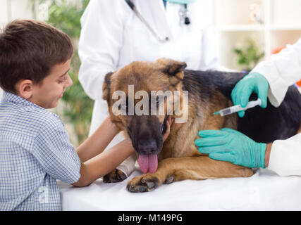 Donner le vaccin vétérinaire pour le chien de berger allemand ,jeune garçon en le caressant Banque D'Images