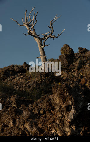Le spectaculaire squelette d'un arbre se trouve dans le cratère Nord débit en cratères de la Lune. Monument, California, USA. Banque D'Images