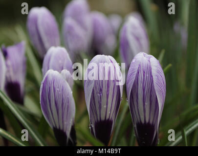 Crocus Banque D'Images