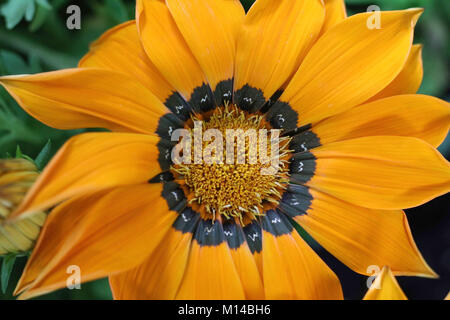 Jaune - Orange Flower Macro Banque D'Images