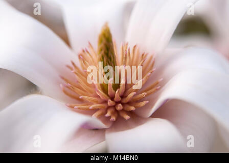 Magnolia sprengeri 'Diva Köln' - Magnolie Banque D'Images