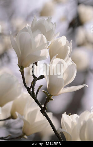 Magnolia denudata - Yulan-Magnolie Banque D'Images