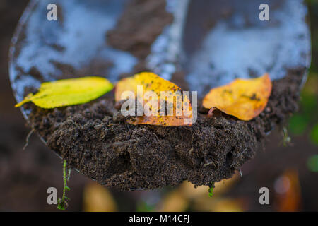 Un peu de terre avec l'introduction d'un ver de terre et un automne jaune feuilles tombées d'un cerisier fixant dans un jardin d'une pelle. Banque D'Images