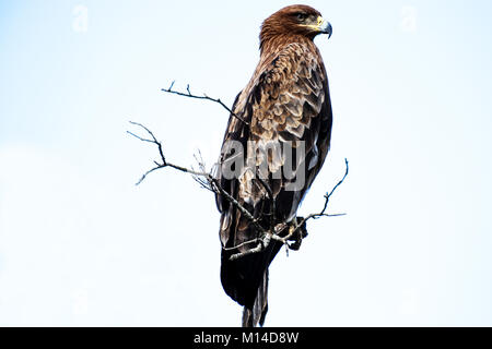 Bec jaune en cerf-volant de l'Afrique de l'arbre mort à l'encontre de la direction générale de ciel bleu... Banque D'Images