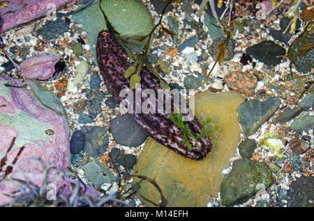 Le concombre de mer (Cucumaria frondosa) dans une cuvette, la loutre Cove, l'Acadia National Park, Maine Banque D'Images