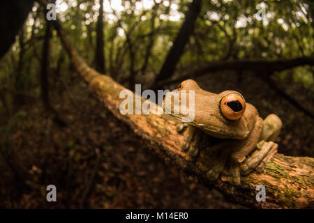 Un grand arbre grenouille (Hypsiboas boans) à partir de la jungle amazonienne, Banque D'Images