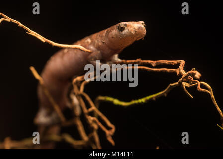 Une langue de champignons (Bolitoglossa altamazonica salamandre) perché sur certaines des racines provenant d'une vigne. Contrairement à la plupart des salamandres souvent ces montée. Banque D'Images