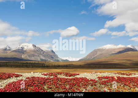 La busserole feuilles avec Mont Moffit et McGinnis pic de la chaîne de l'Alaska vu à travers l'écart historique dans l'arrière-plan le long de la Denali Highway. Banque D'Images