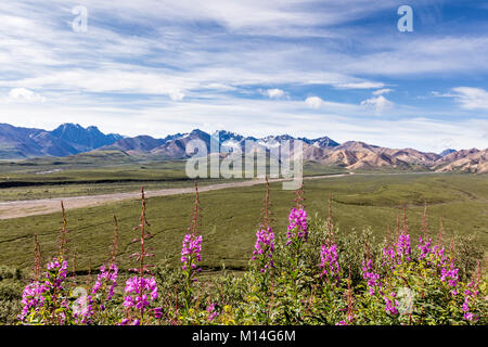 L'épilobe Epilobium augustifolium commun (lignes) de la route à adopter en Polychrome Denali National Park dans le sud de l'Alaska. Banque D'Images