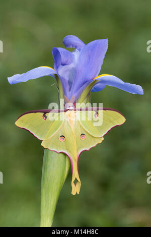 Homme Luna Moth reposant sur blooming Iris bleu. Les papillons adultes Luna ne sont pas capables de nourrir ou de boire mais se trouve sur toute la végétation naturelle. Banque D'Images