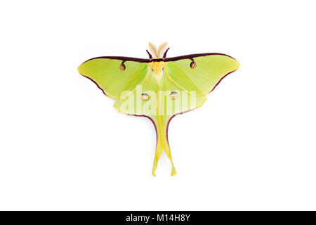 Homme Luna Moth (Actias luna) sur vinyle blanc mur. Banque D'Images