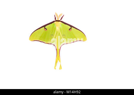 Homme Luna Moth (Actias luna) sur vinyle blanc mur. Banque D'Images