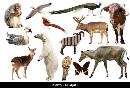 Collection de différents oiseaux, mammifères et reptiles d'Asie isolé sur fond blanc Banque D'Images