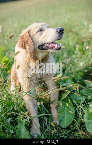 Portrait de golden retriever dans les hautes herbes une journée d'automne Banque D'Images