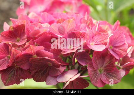 L'Hydrangea Greenfire magique en fleur dans un jardin anglais border en été , Royaume-Uni Banque D'Images