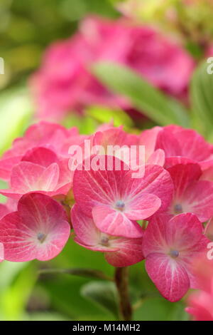 L'Hydrangea Greenfire magique en fleur dans un jardin anglais border en été , Royaume-Uni Banque D'Images