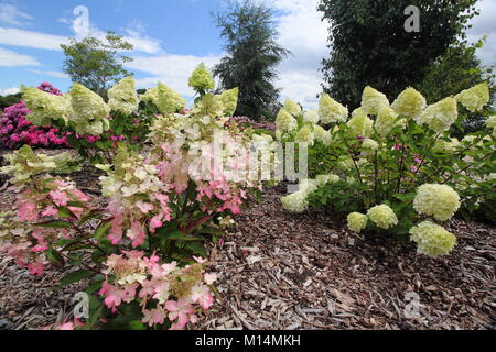 La collection d'hortensias dans le jardin clos à Darley Park, Derby, England, UK Banque D'Images