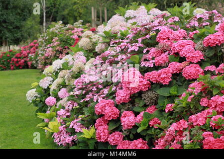 La collection d'hydrangea à Darley Park, Derby, England, UK - été Banque D'Images