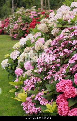 La collection d'hydrangea à Darley Park, Derby, England, UK - été Banque D'Images