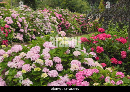 La collection d'hydrangea à Darley Park, Derby, England, UK - l'été (avant gauche : Hydrangea macrophylla 'Otaksa') Banque D'Images