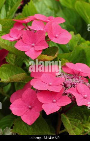 Hydrangea macrophylla 'Rotdrossel" une feuille rose intense grand hortensia lacecap dans un jardin anglais en août, au Royaume-Uni. Également appelé Redwing et Teller rouge. Banque D'Images