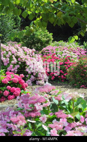 La collection d'hydrangea à Darley Park, Derby, England, UK - été Banque D'Images