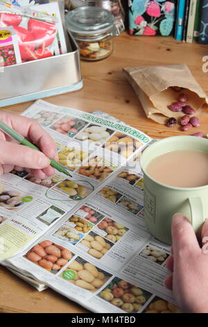 Commande de pommes de terre de semence à partir d'un catalogue en hiver (janvier), Royaume-Uni Banque D'Images