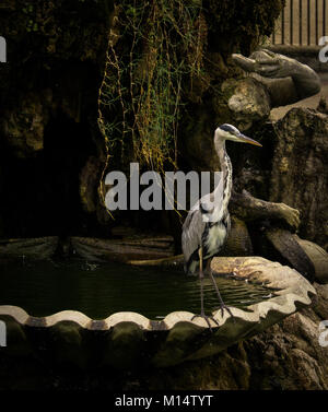 Debout sur Heron Heron Statue - debout sur une fontaine en pierre clam sous la statue de Neptune dans les jardins de Boboli Banque D'Images