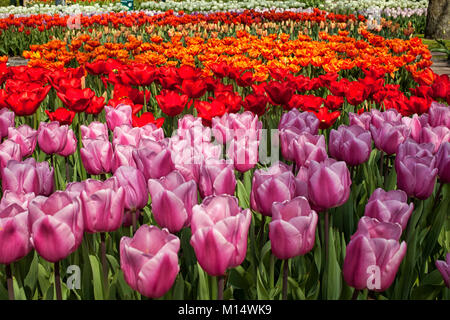 Rangées de tulipes colorées aux Pays-Bas Banque D'Images