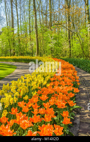 Dutch jardins de Keukenhof avec tulipes orange et jaune daffodills Banque D'Images