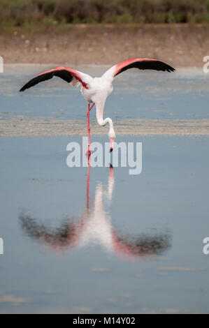 Flamant rose (Phoenicopterus roseus) avec les ailes ouvertes, Delta de l'Ebre, Tarragone, Catalogne, Espagne Banque D'Images