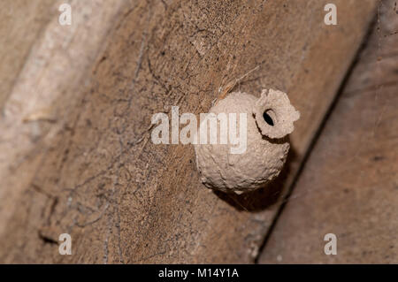 Nid de guêpe faite avec de l'argile sur un mur en bois, Delta de l'Ebre, Tarragone, Catalogne, Espagne Banque D'Images