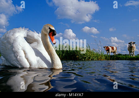 Les Pays-Bas. 'S-Graveland. Mute swan (Cygnus olor). Contexte : les vaches.