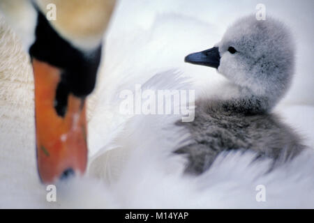 Les Pays-Bas. 'S-Graveland. Et le cygne tuberculé (Cygnus olor) jeunes. Les jeunes assis à l'arrière. Banque D'Images