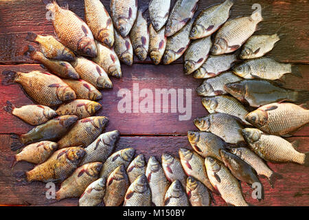 Poisson frais pêché la carpe sur le bois. Attraper les poissons d'eau douce sur fond de bois. Autour d'un grand nombre de poissons, la brème le carassin ou roach sur fond de bois naturel. B Banque D'Images