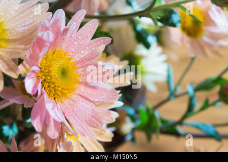 Fleur de chrysanthème rose avec des gouttes de rosée sur gros plan arrière-plan flou Banque D'Images