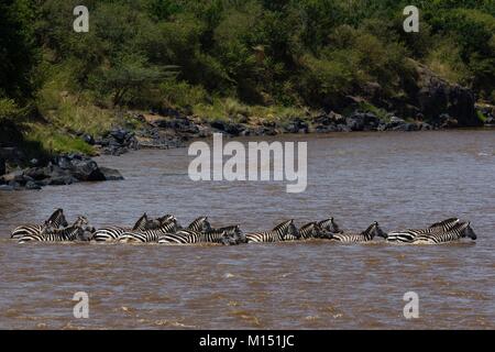 Les zèbres de Grant (Equus burchellii boehmi), traversant la rivière Mara, l'un des plus difficiles et dangereuses traversées de rivière de la Grande Migration, Masai Mara National Reserve, Kenya Banque D'Images